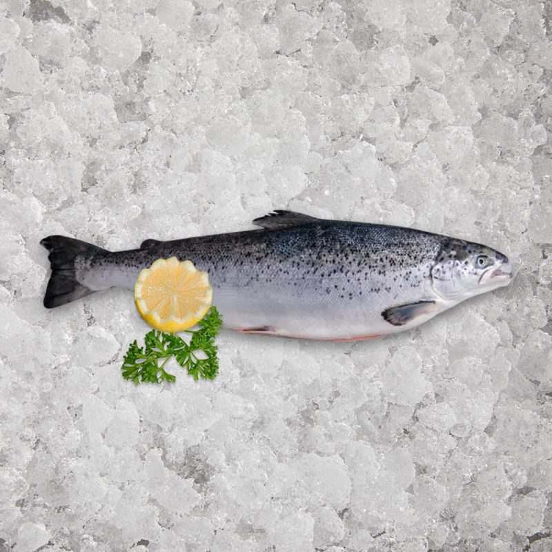 Fresh Scottish Salmon