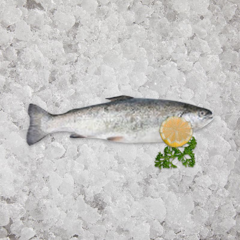 the_artisan_fishmonger_sea_trouts