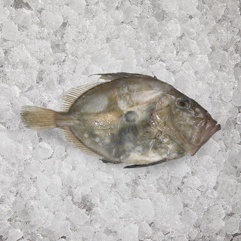 john dory whole fresh fish on a bed of ice