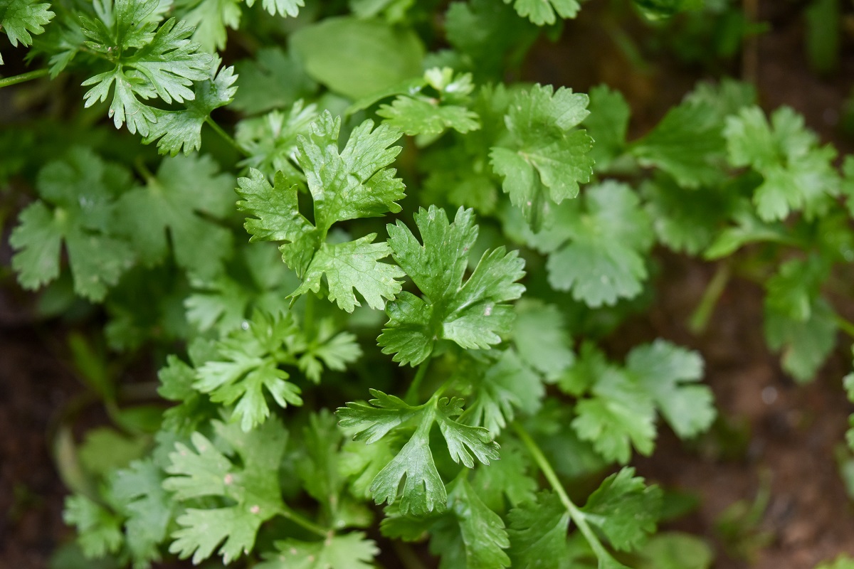 bunch of fresh coriander leaves from close up