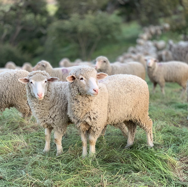 sheep standing in a field in somerset at home farm meat suppliers