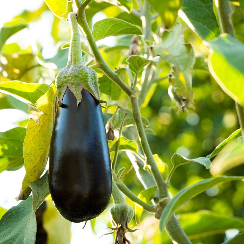 aubergine hanging from a plant