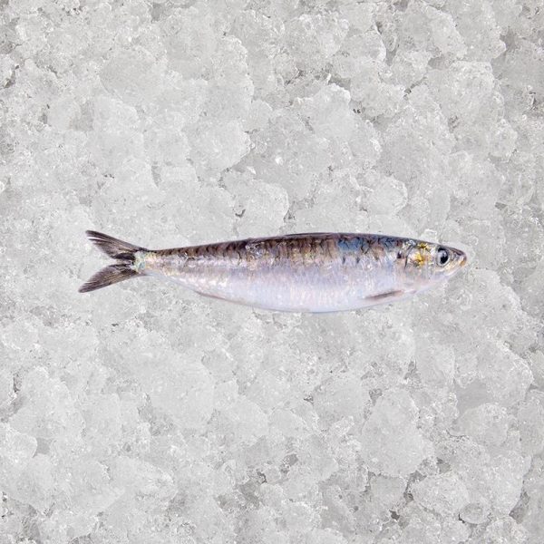 Sardines, Fresh 1kg Buy Now The Artisan Food Company