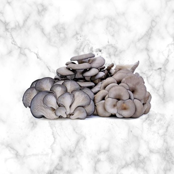 fresh_oyster_mushrooms