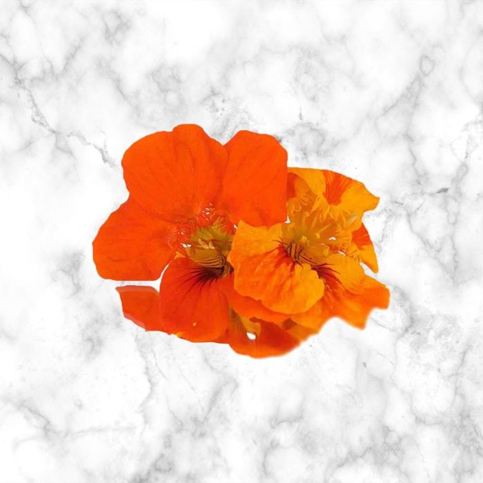nasturtium_edible_flowers
