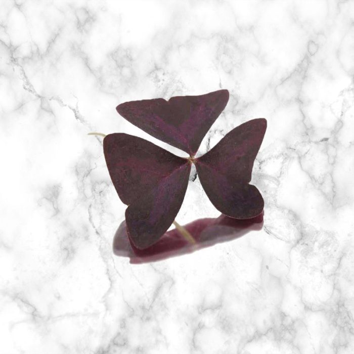 butterfly_red_sorrel_edible_leaves