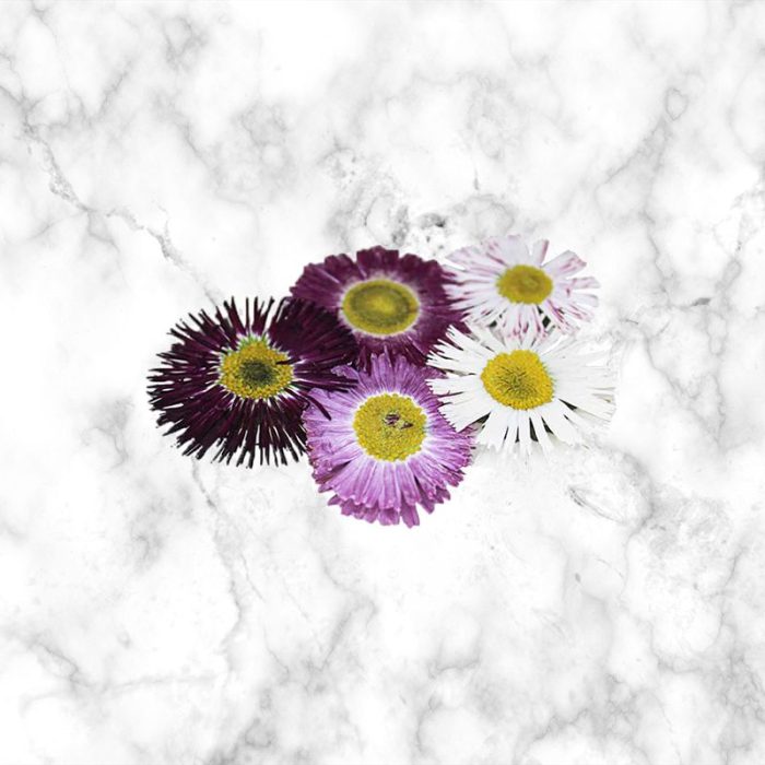 daisy_edible_flower