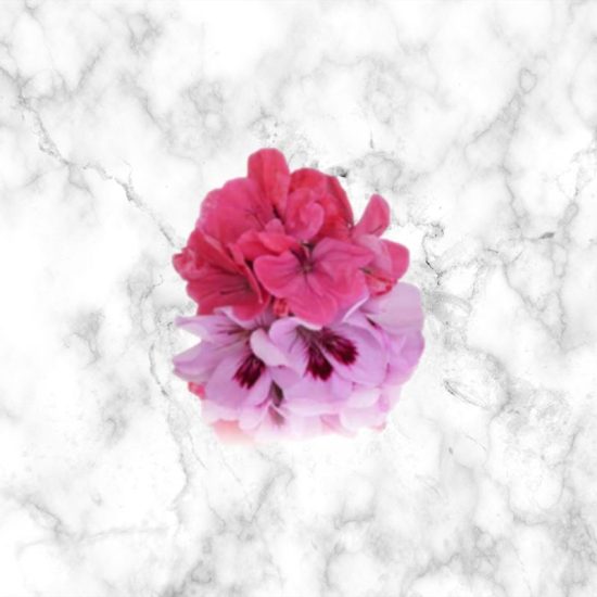 Geranium Edible Flowers, 7g Buy Now The Artisan Food Company