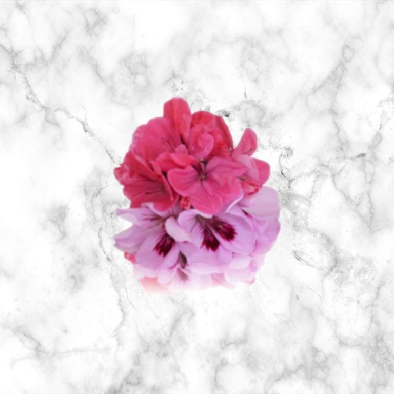 Geranium Edible Flowers, 7g Buy Now The Artisan Food Company