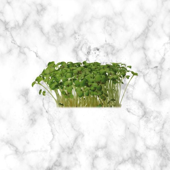 Mustard Cress, Buy Now The Artisan Food Company