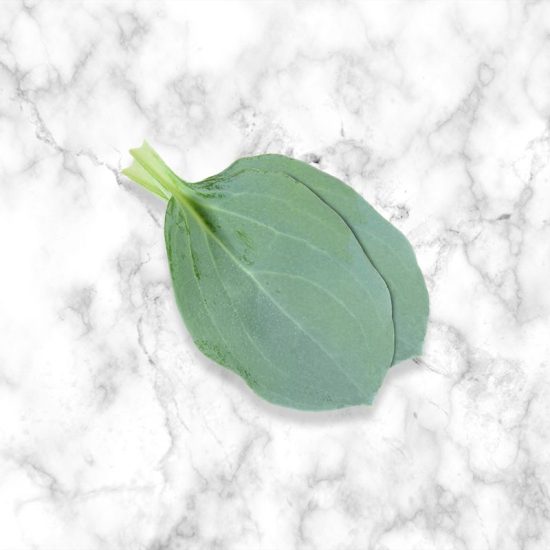 Oyster Edible Leaves, 50 Pieces Buy Now The Artisan Food Co