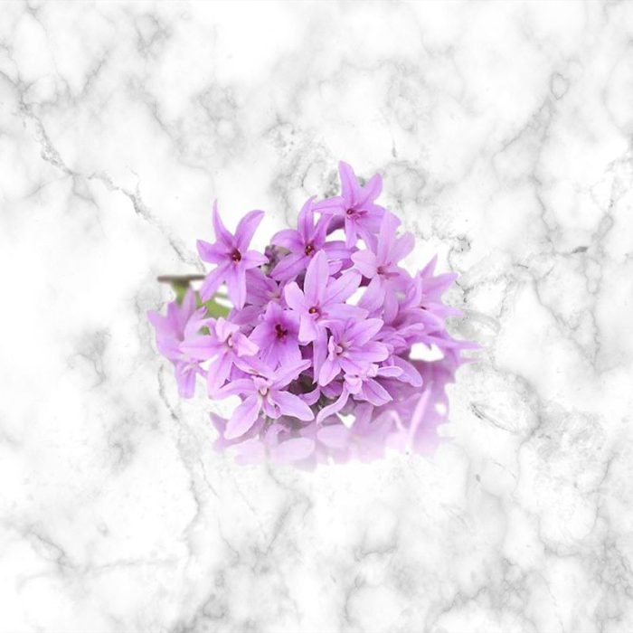 pink_garlic_edible_flower