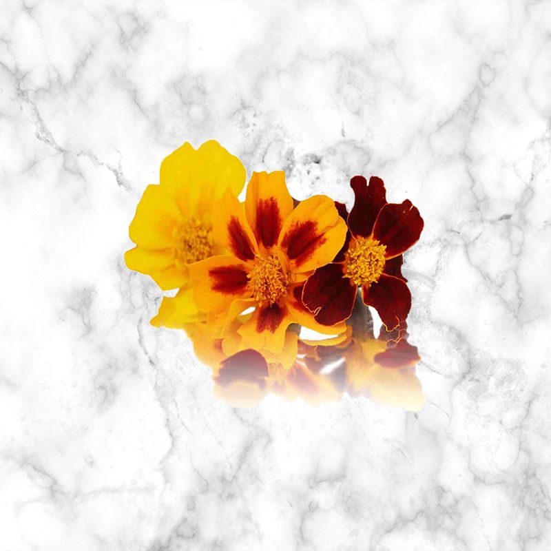 tagetes_edible_flowers