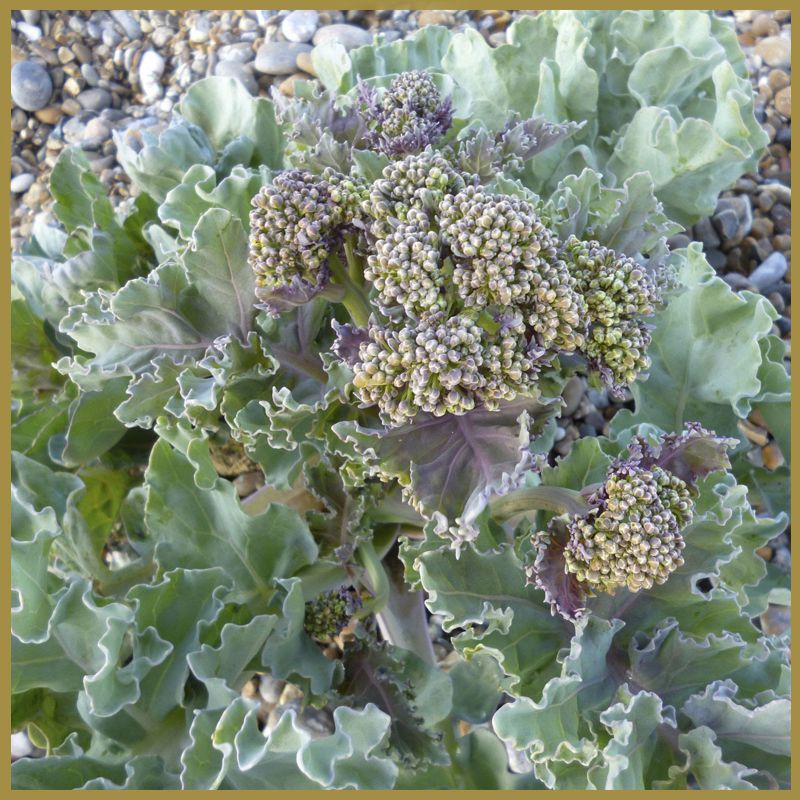 Wild Sea Kale Leaf, 200g The Artisan Food Company Buy Now