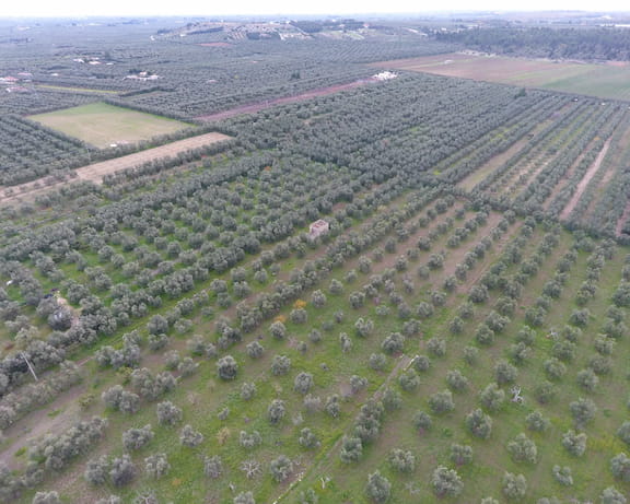 cirulli_olive_trees