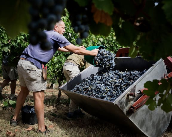 manicardi_harvesting