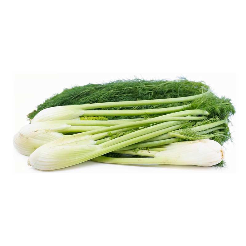 fennel fennel