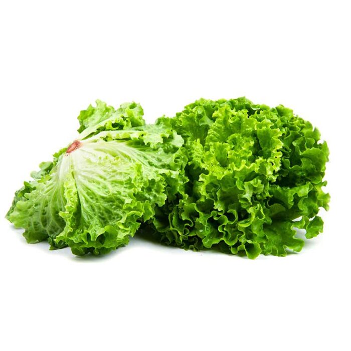 gentile_green_lettuce