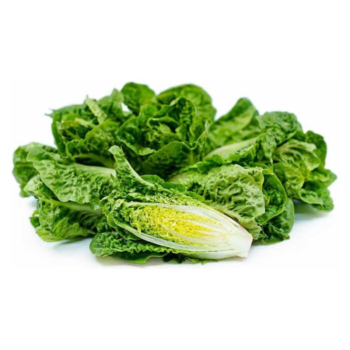 mini_romaine_lettuce_single_layer