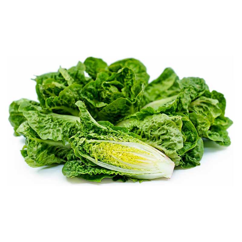 mini_romaine_lettuce_single_layer mini_romaine_lettuce_single_layer