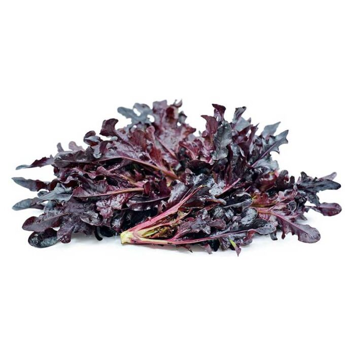 red_oak_leaf_lettuce