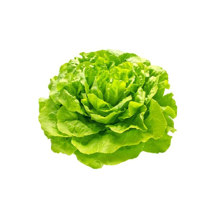 trocadero_lettuce_plain_round