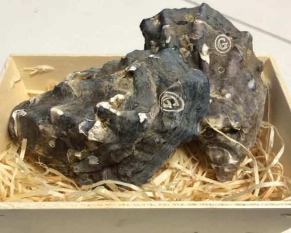 engraved_gillardeau_oysters