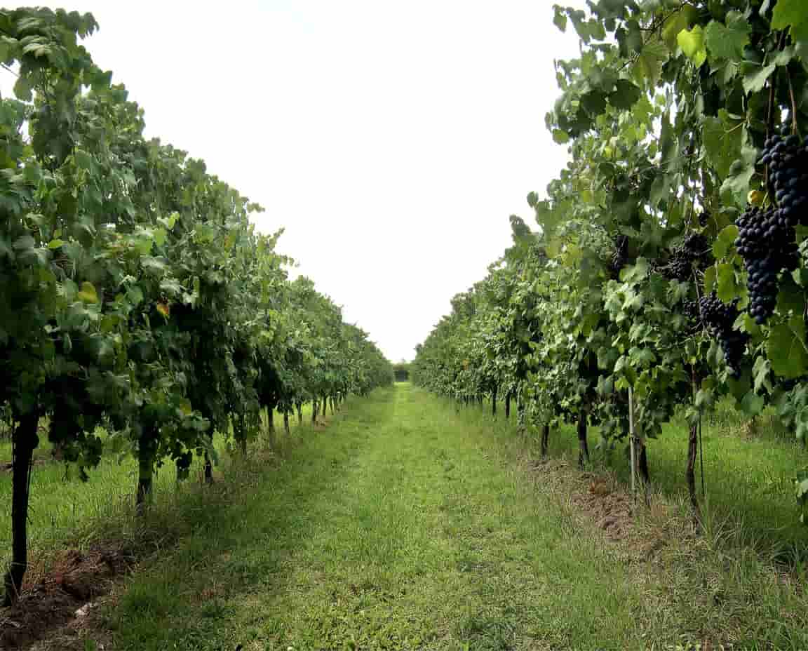 acetaia_castelli_vineyards
