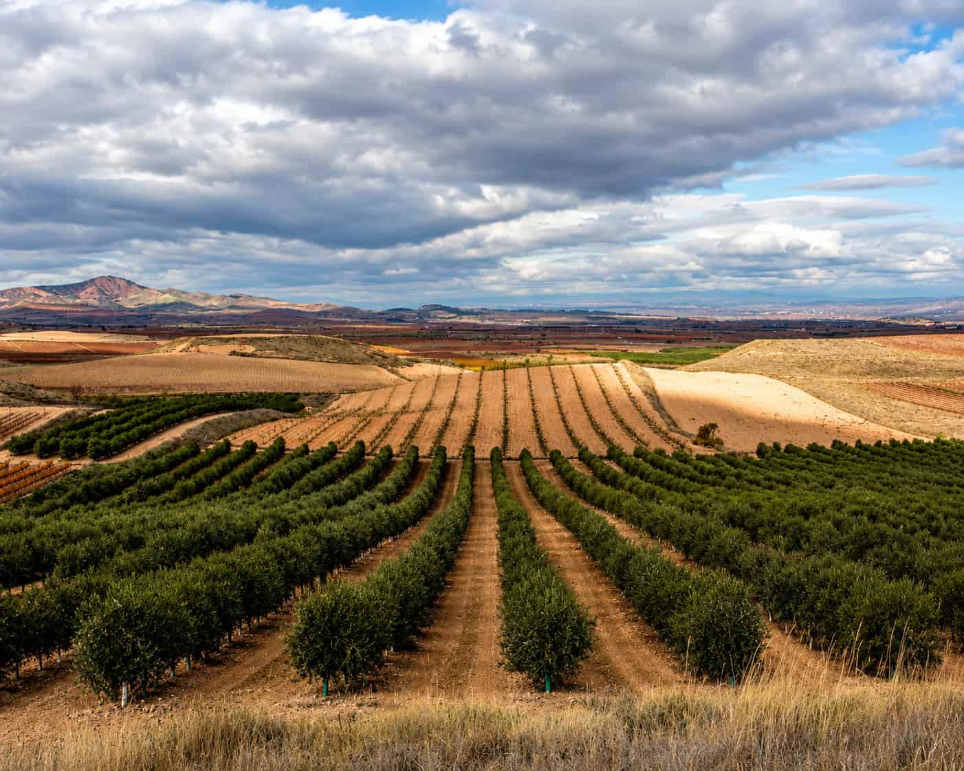 almazara_riojana_olive_groves